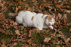 British Shorthair outdoor
