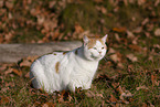 British Shorthair outdoor