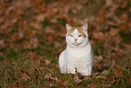 British Shorthair outdoor