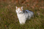 British Shorthair outdoor