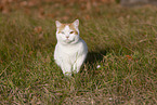 British Shorthair outdoor