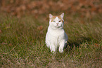 British Shorthair outdoor