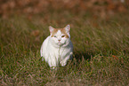 British Shorthair outdoor