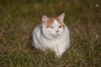 British Shorthair outdoor