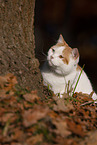 British Shorthair outdoor