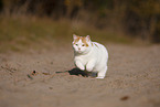 British Shorthair outdoor