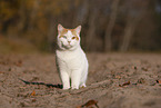British Shorthair outdoor