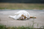 British Shorthair outdoor