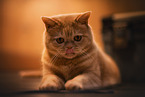 British Shorthair tomcat