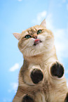 British Shorthair