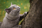 British Shorthair