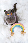 British Shorthair