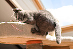 British Shorthair