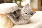 British Shorthair
