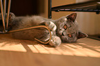 British Shorthair