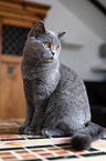 British Shorthair