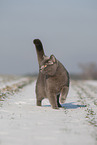 blue British Shorthair