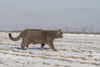 blue British Shorthair