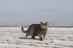 blue British Shorthair
