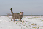 blue British Shorthair