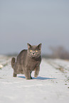 blue British Shorthair