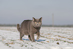 blue British Shorthair
