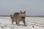 blue British Shorthair