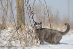 blue British Shorthair