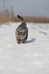 blue British Shorthair