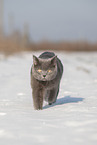 blue British Shorthair