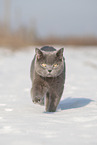 blue British Shorthair