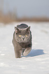 blue British Shorthair