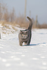 blue British Shorthair