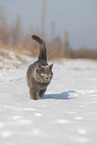 blue British Shorthair