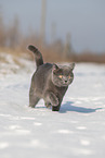 blue British Shorthair