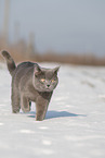 blue British Shorthair