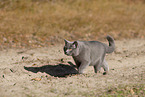 blue British Shorthair