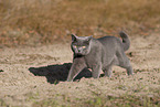 blue British Shorthair