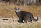 blue British Shorthair