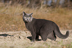 blue British Shorthair