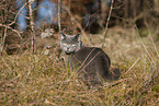 blue British Shorthair