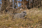 blue British Shorthair