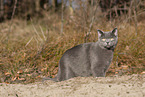 blue British Shorthair