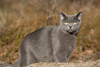 blue British Shorthair