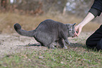 blue British Shorthair