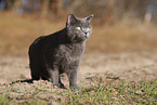 blue British Shorthair