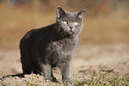 blue British Shorthair