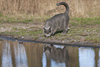 blue British Shorthair