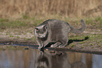 blue British Shorthair