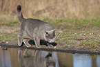 blue British Shorthair